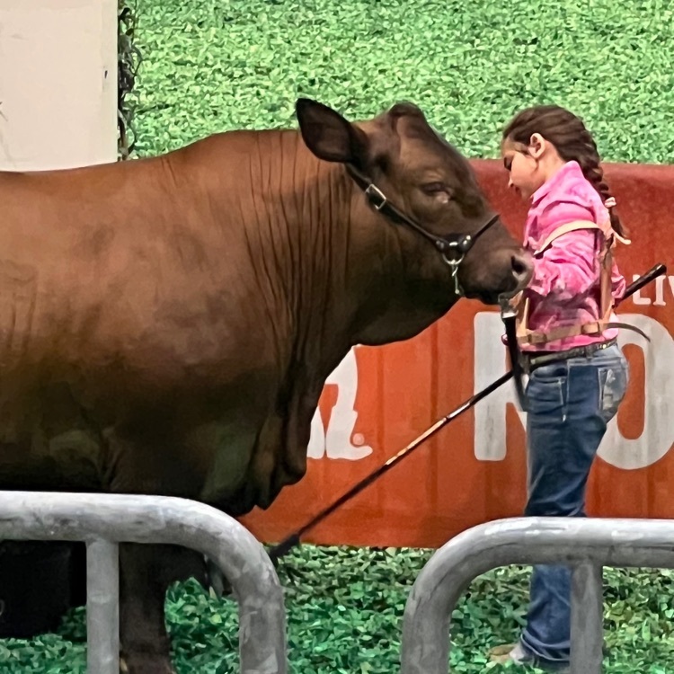 Sophia Rodriguez and Meatball the steer